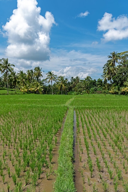 Campo de arroz en Ubud, Bali, Indonesia