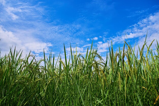 Un campo de arroz se ve contra un cielo azul.