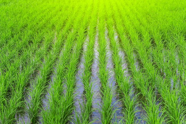 Campo de arroz verde al amanecer, campos verdes con luz en las zonas rurales de Tailandia Fotos frescas y relajantes