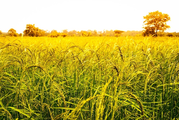 Foto campo de arroz verde amarillo sobre fondo de cielo azul