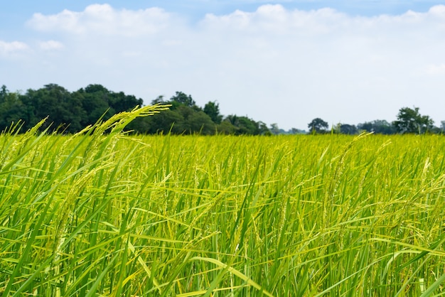 Campo de arroz verde amarillo sobre fondo de cielo azul