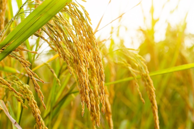 Campo de arroz verde amarillo