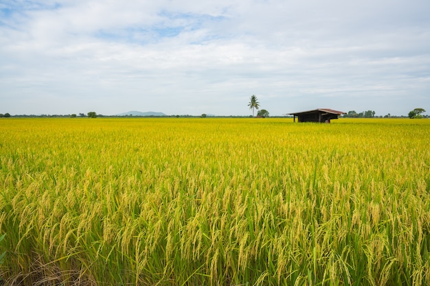 campo de arroz verde amarillo