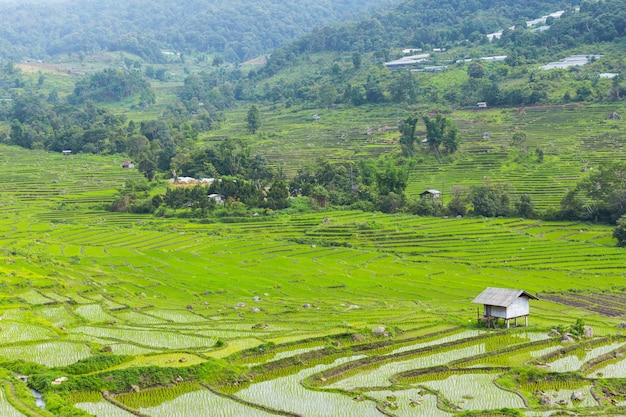 Campo de arroz verde en Asia en el tiempo de primavera