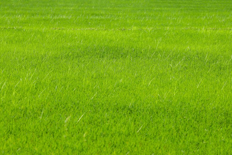 El campo de arroz verde bebé