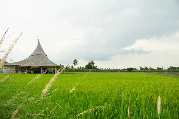 Foto un campo de arroz verde con una cabaña en el fondo