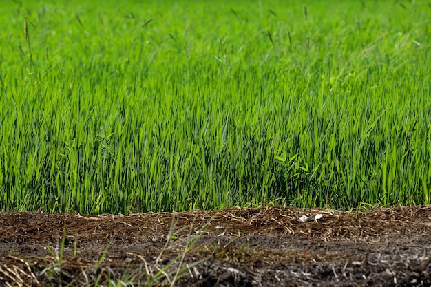 Campo de arroz verde en el campo