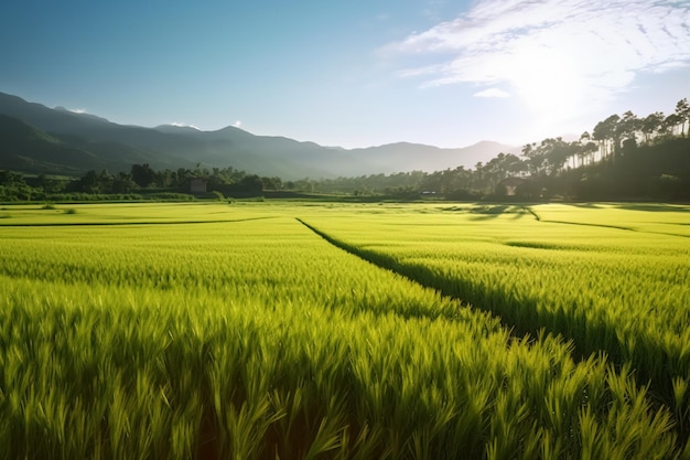 Campo de arroz verde y cielo azul con fondo de naturaleza de luz solar
