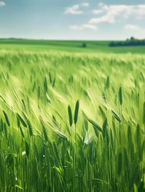 Campo de arroz verde y cielo azul con fondo de naturaleza de luz solar