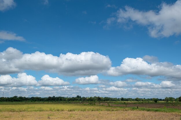 campo de arroz verde y cielo azul