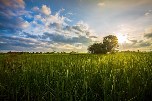 Campo de arroz verde con el cielo de la tarde el campo de arroz y el cielo de la mañana