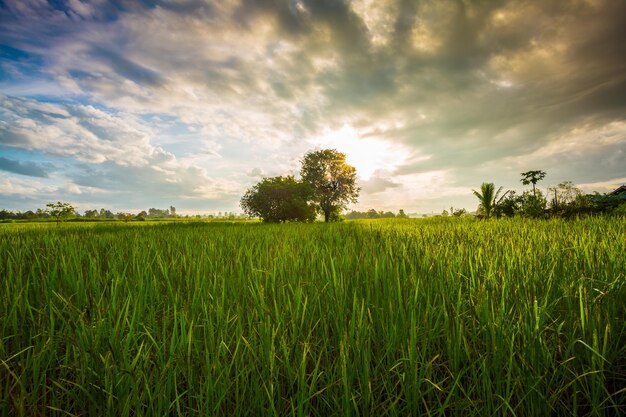 Campo de arroz verde con cielo de la tarde