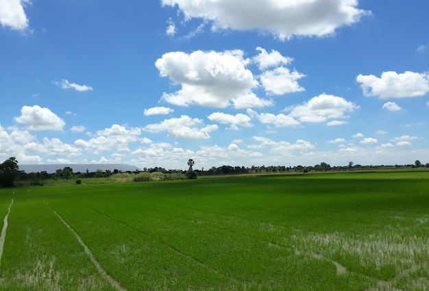 Campo de arroz verde y cielo