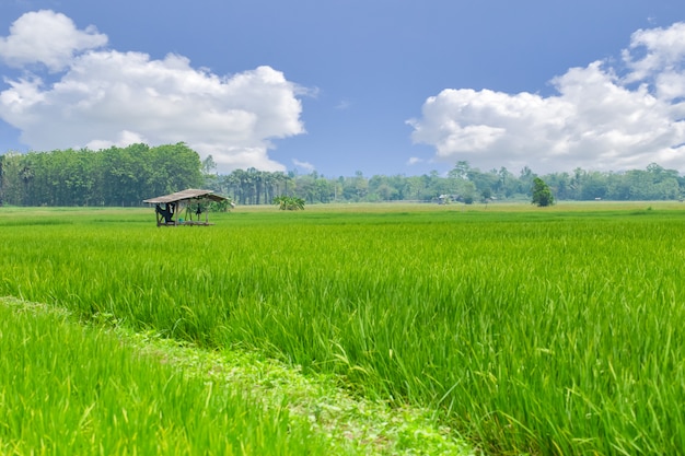 Campo arroz verde, com, azul, bsky, nuvem, campo, com, agricultor cabana, paisagem, natureza, em, asiático, país