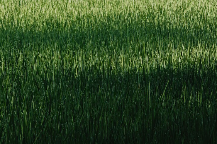 Campo de arroz verde Contexto del fondo