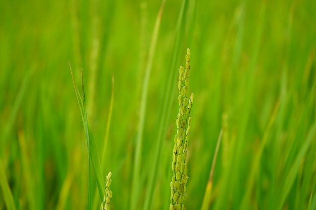 Campo de arroz verde en enfoque selectivo