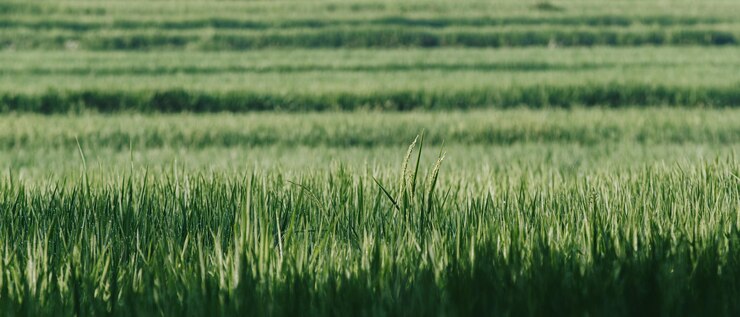 Campo de arroz verde con fondo de bokeh
