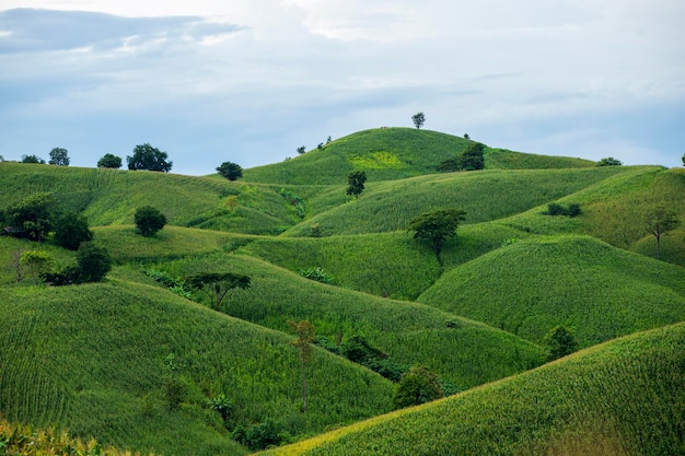 Campo de arroz verde con fondo de montañas