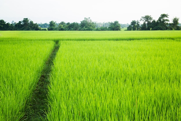 Campo arroz verde grama verde