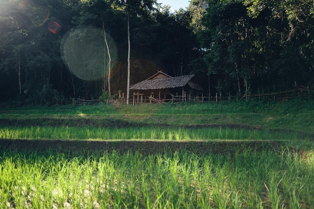 Campo de arroz verde con luz del atardecer