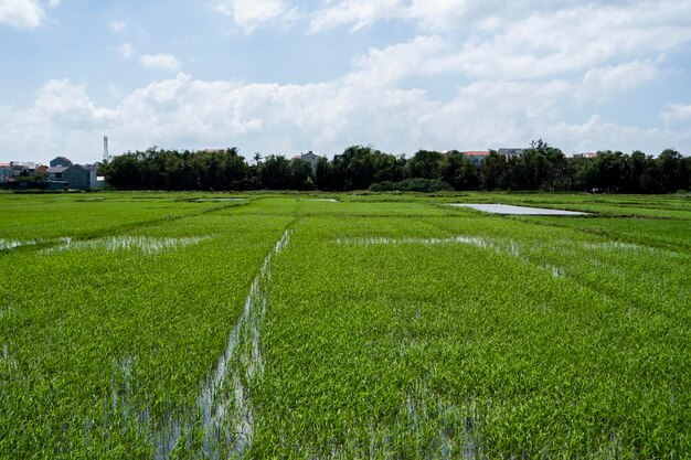 Campo de arroz verde a la luz del día Cosecha de arroz Hermosas terrazas de campo de arroz en temporada de agua