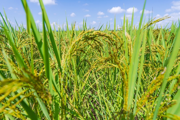 Campo de arroz verde en la mañana bajo el cielo azul