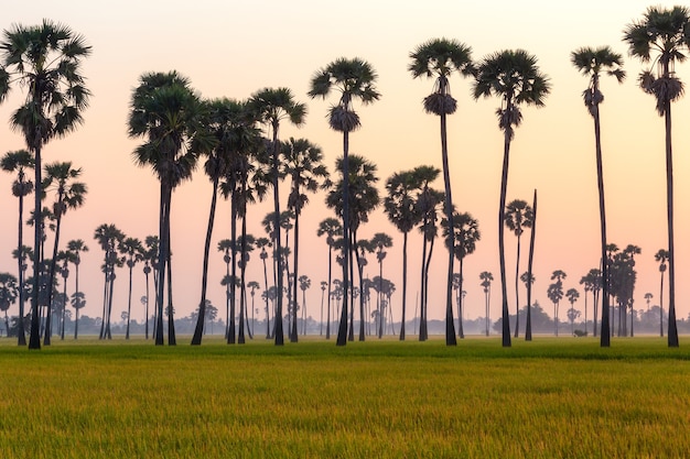 Campo de arroz verde por la mañana en palmera durante el tiempo del amanecer