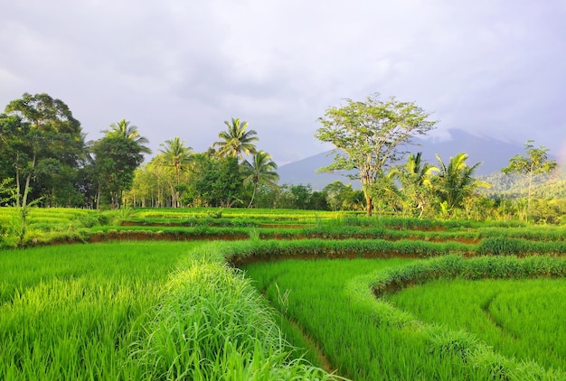 Un campo de arroz verde con una montaña al fondo.