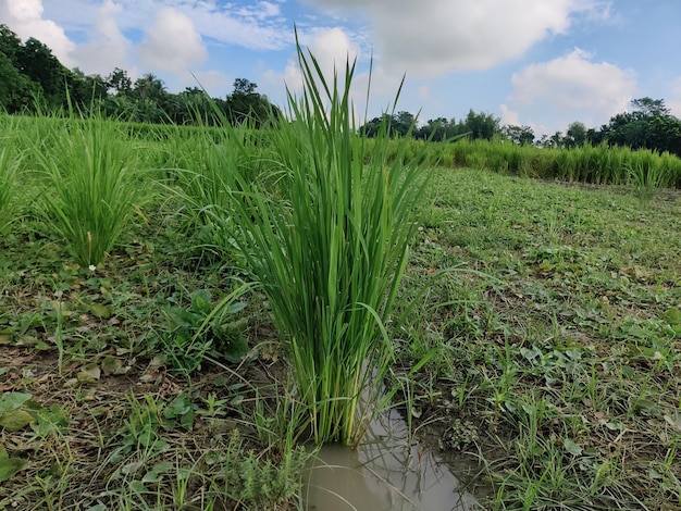 Campo de arroz verde bajo nubes blancas y cielo azul. Entorno de la temporada de otoño de la aldea de Bangladesh.