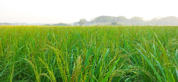 Foto campo de arroz verde. primer plano de las semillas de arroz en la espiga de arroz.