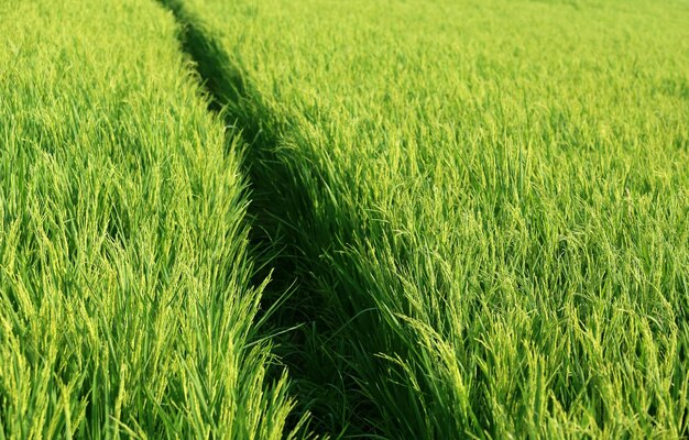 Campo de arroz verde del sudeste asiático