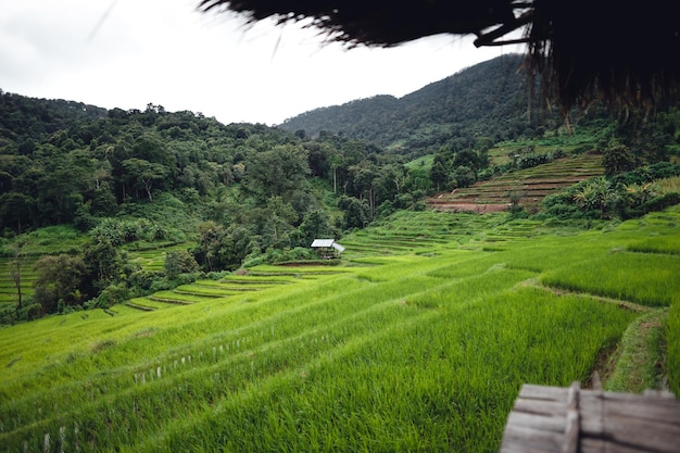 Campo de arroz verde en terrazas y cabaña de granja