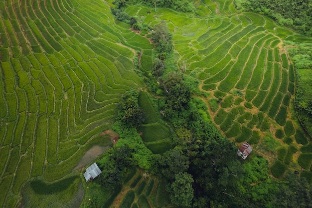 Campo de arroz verde en terrazas y cabaña de granja