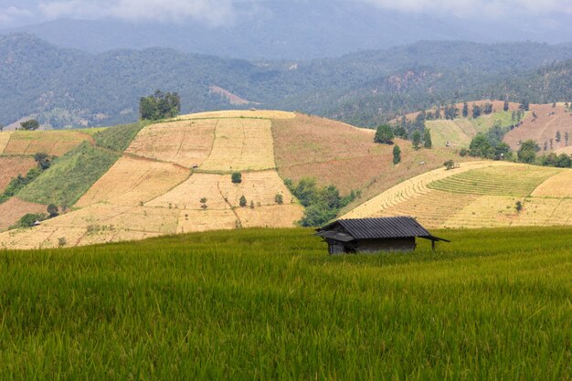 Campo de arroz verde en terrazas en Pa Pong Pieng, Chiang Mai, Tailandia