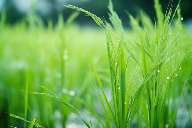 Foto campo de arroz verde en tiempos de verano