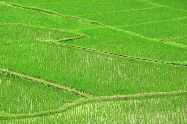 Campo de arroz verde vivo con plantas de arroz en crecimiento