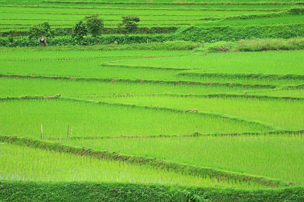 Campo de arroz verde vivo con plantas de arroz en crecimiento