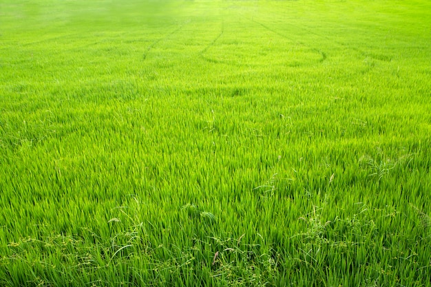 Campo de arroz verde