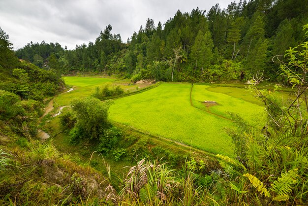 Campo de arroz verde