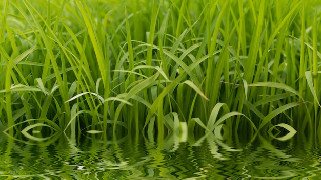 Campo de arroz verde