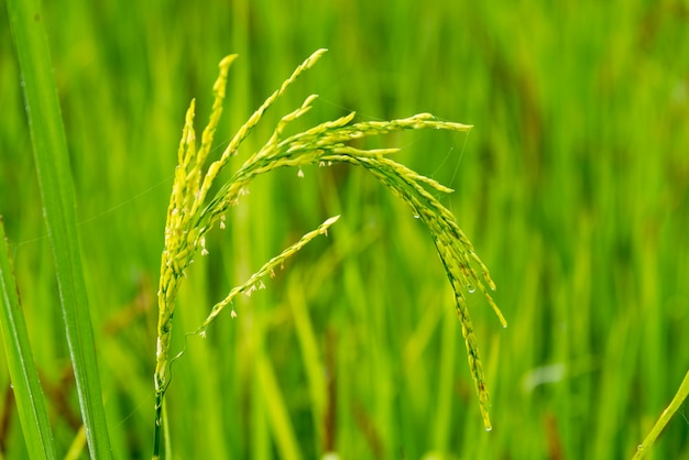 Campo de arroz verde