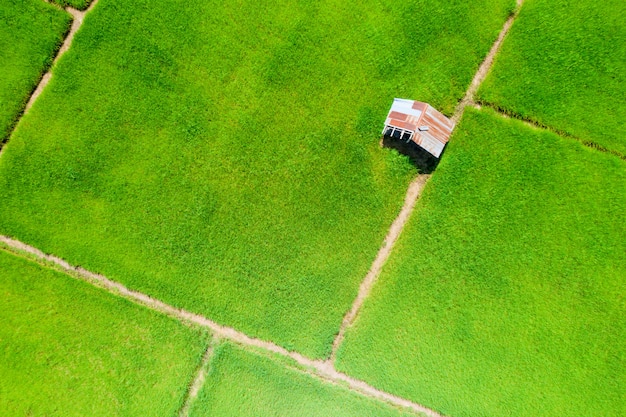 Campo de arroz verde