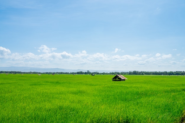 Campo de arroz verde