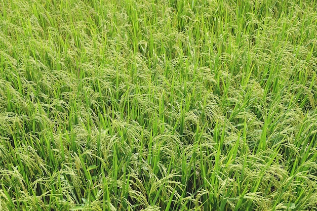 campo de arroz verde