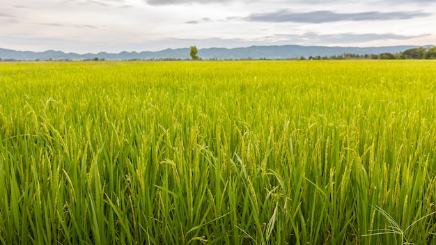 Foto campo de arroz verde