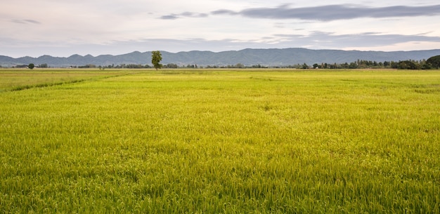 campo de arroz verde