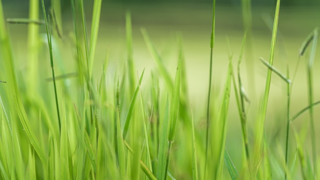 Campo de arroz verde