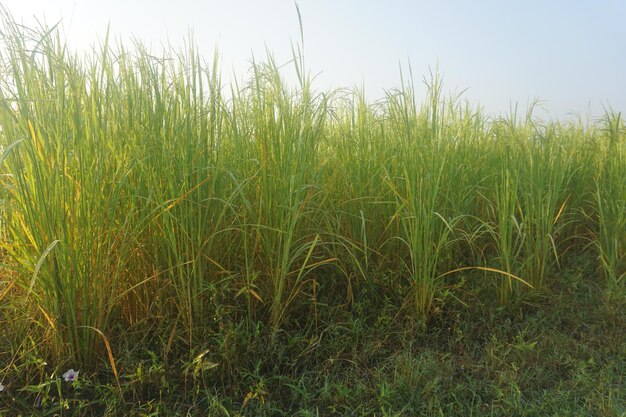 campo de arroz verde