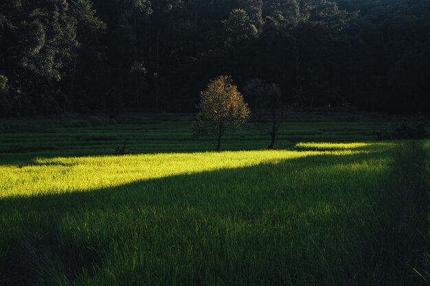 Campo de arroz, vista aérea de campos de arroz