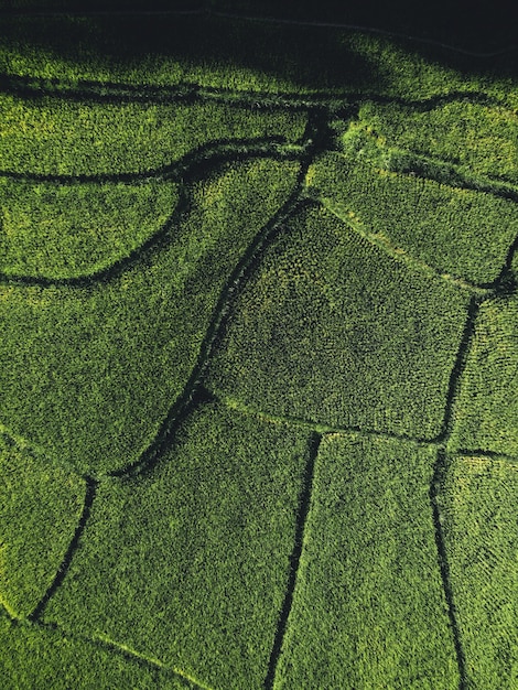 Campo de arroz, vista aérea de campos de arroz